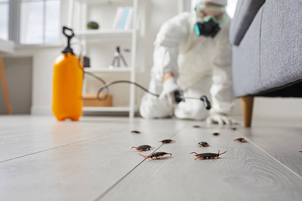 Commercial Rodent Management in Cockrell Hill